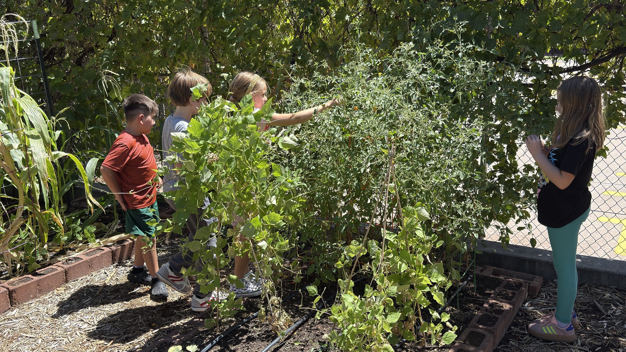 Students picking Vegetables from the school garden 2026